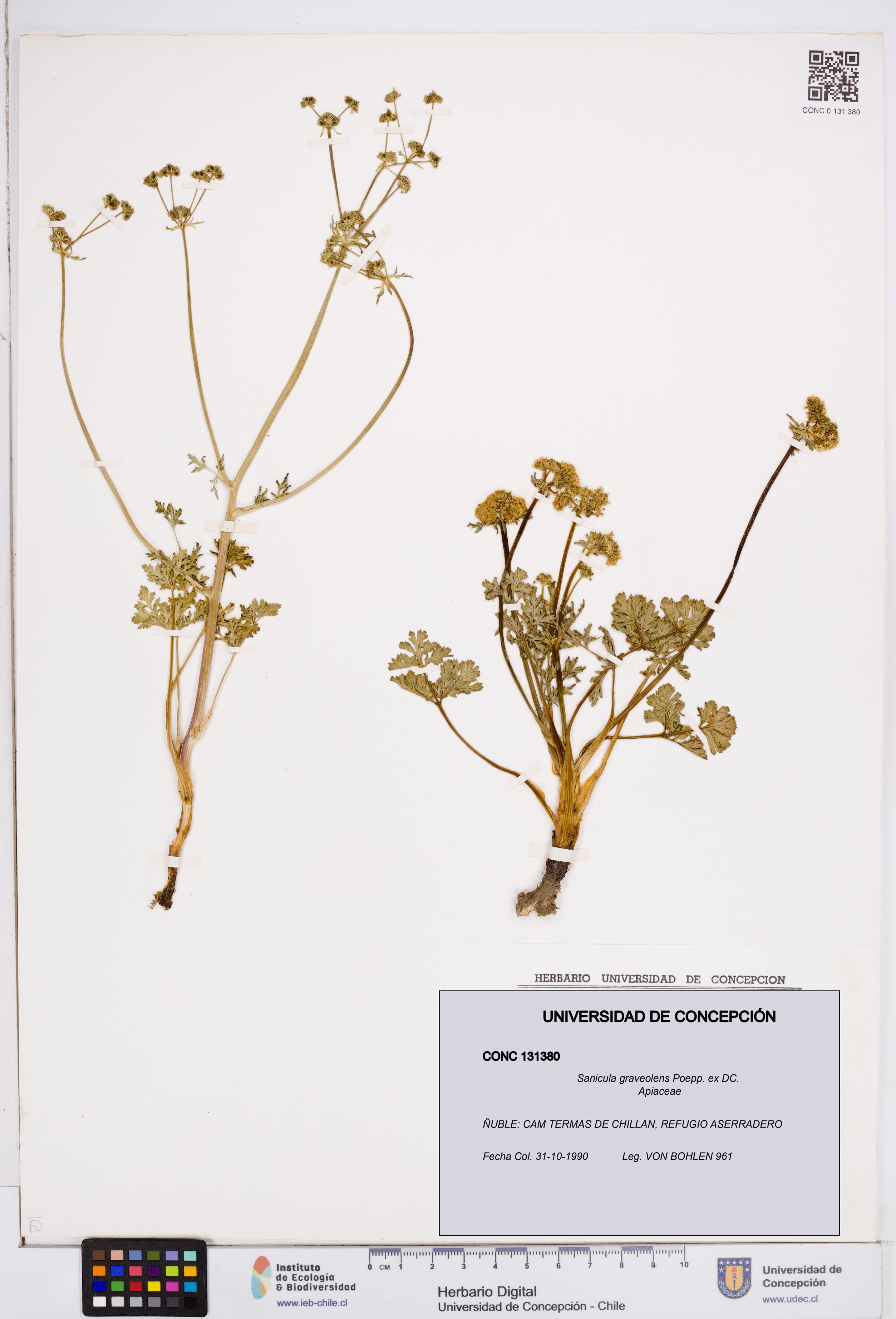 Sanicula graveolens [Espécimen: ]