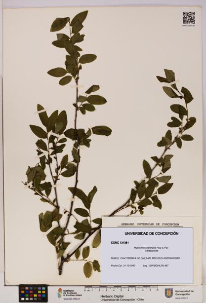 Myoschilos oblongus [Espécimen: UDEC:CONC:0131381]