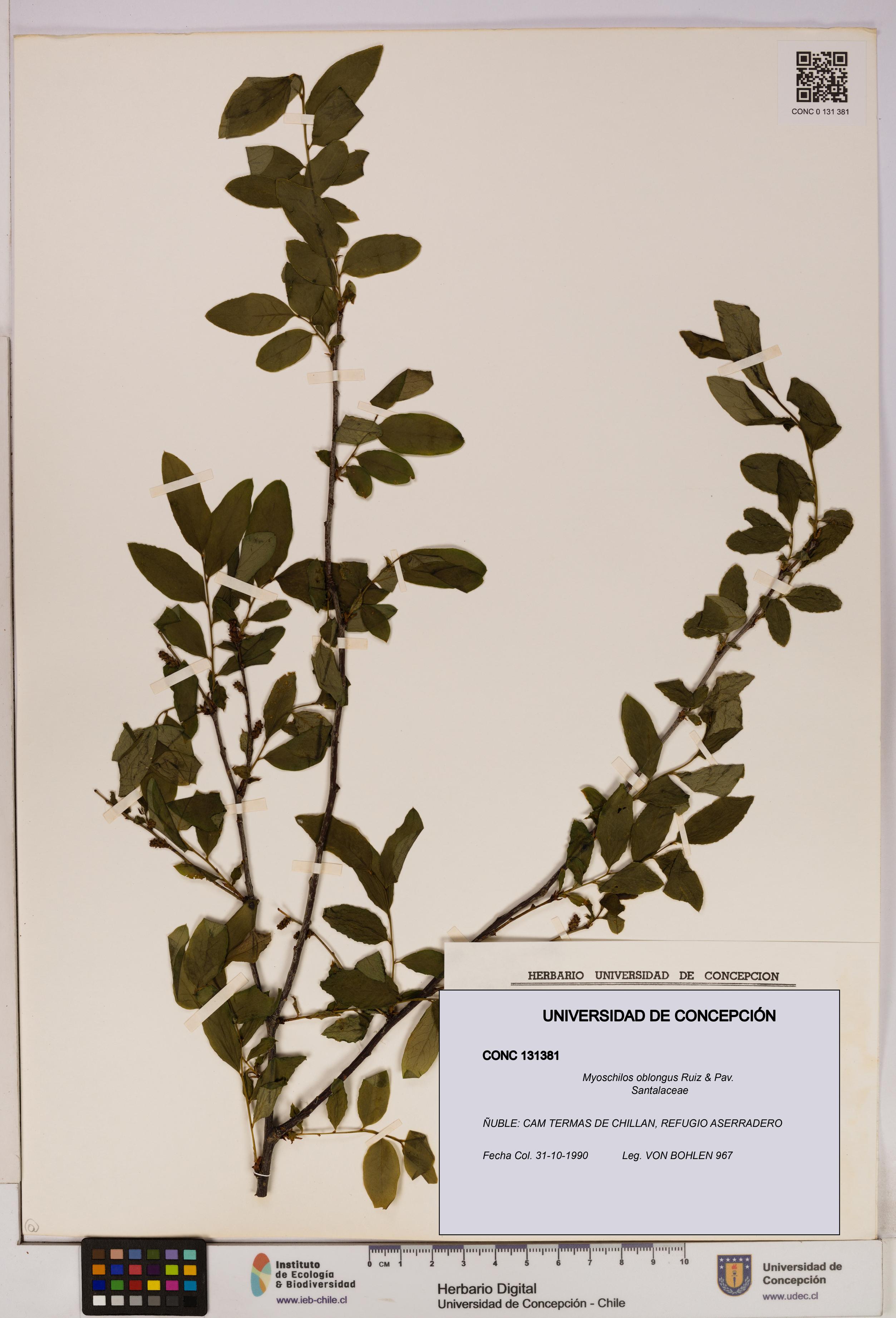 Myoschilos oblongus [Espécimen: UDEC:CONC:0131381]