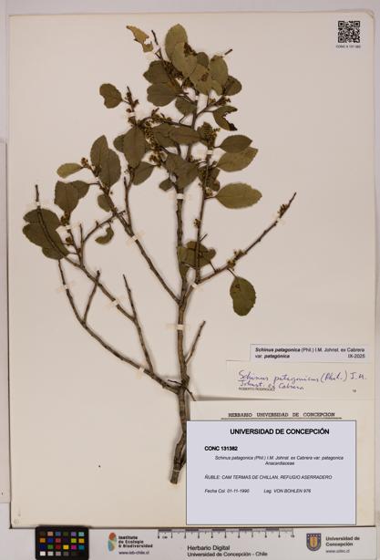 Schinus patagonica [Espécimen: UDEC:CONC:0131382]