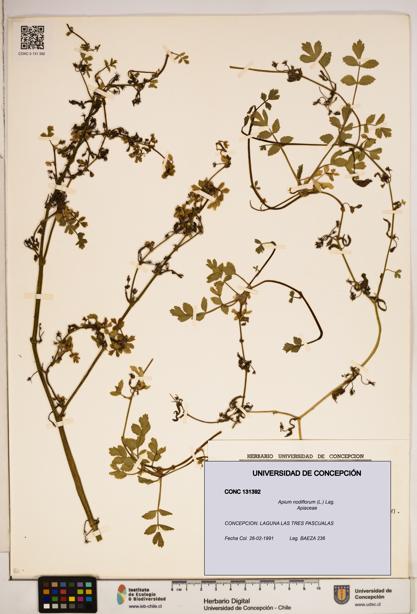 Apium nodiflorum [Espécimen: ]