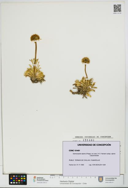 Gamocarpha alpina subsp. alpina [Espécimen: UDEC:CONC:0131401]