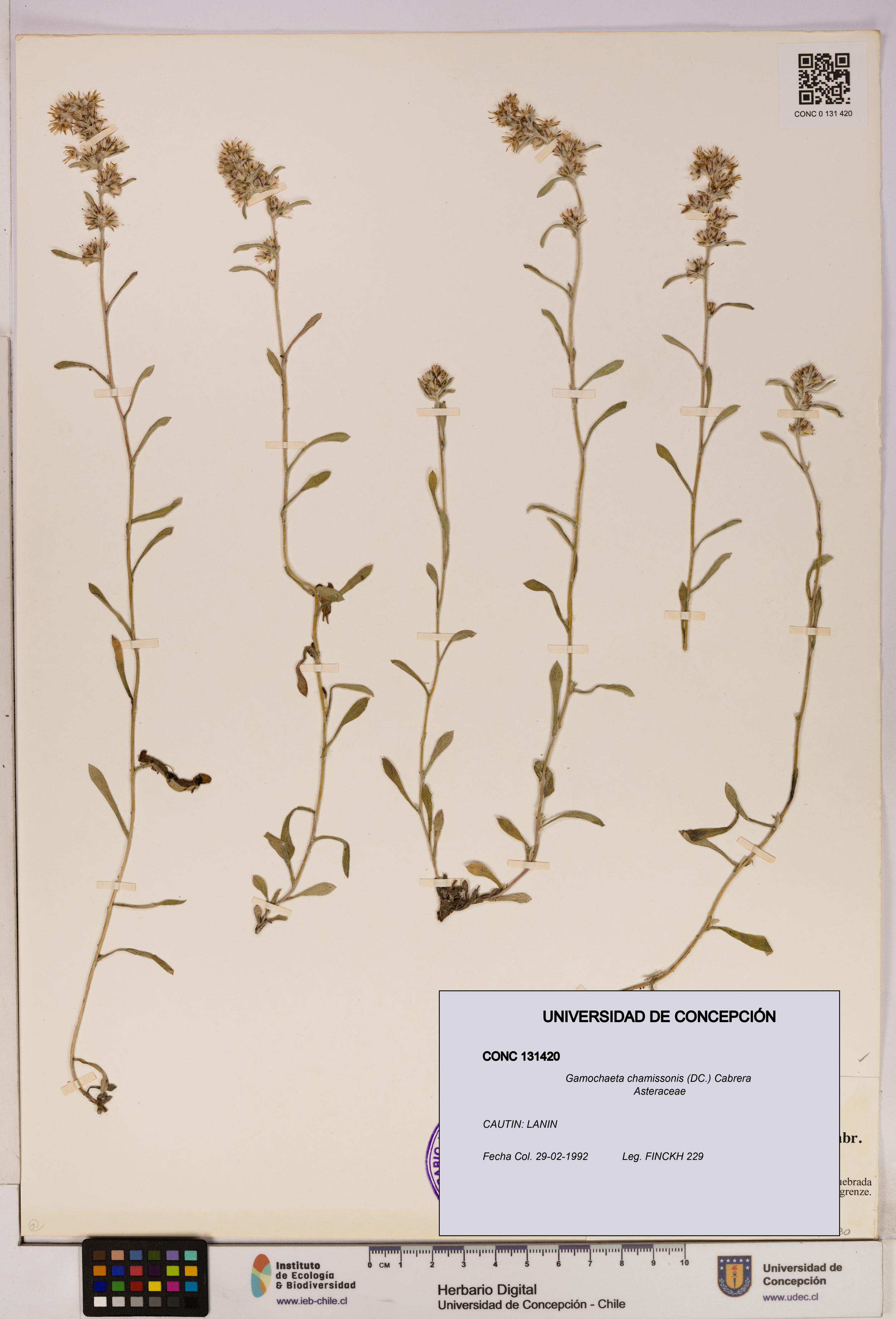 Gamochaeta chamissonis [Espécimen: UDEC:CONC:0131420]