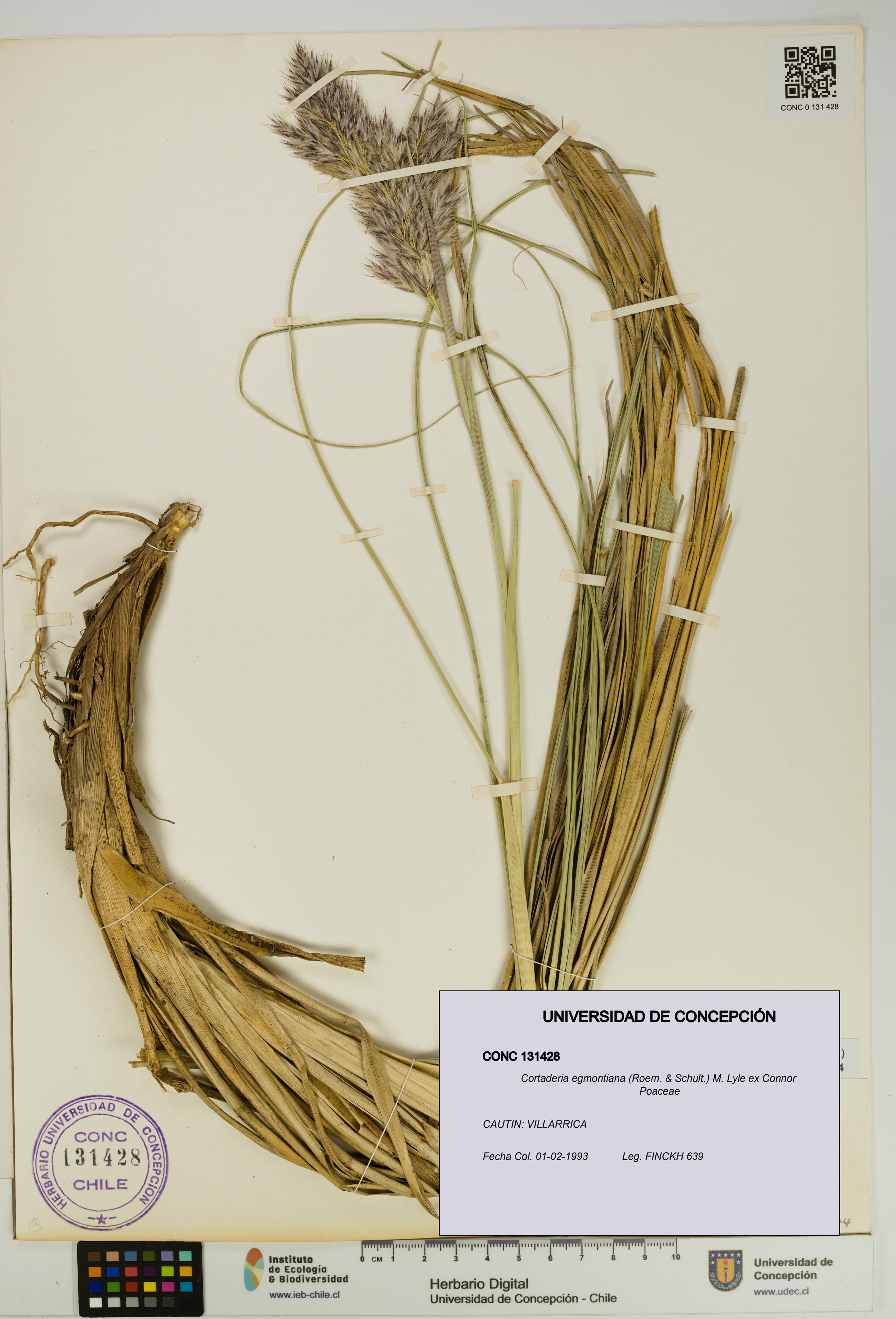 Cortaderia egmontiana [Espécimen: UDEC:CONC:0131428]