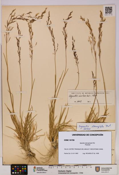 Agrostis stenophylla [Espécimen: UDEC:CONC:0131723]
