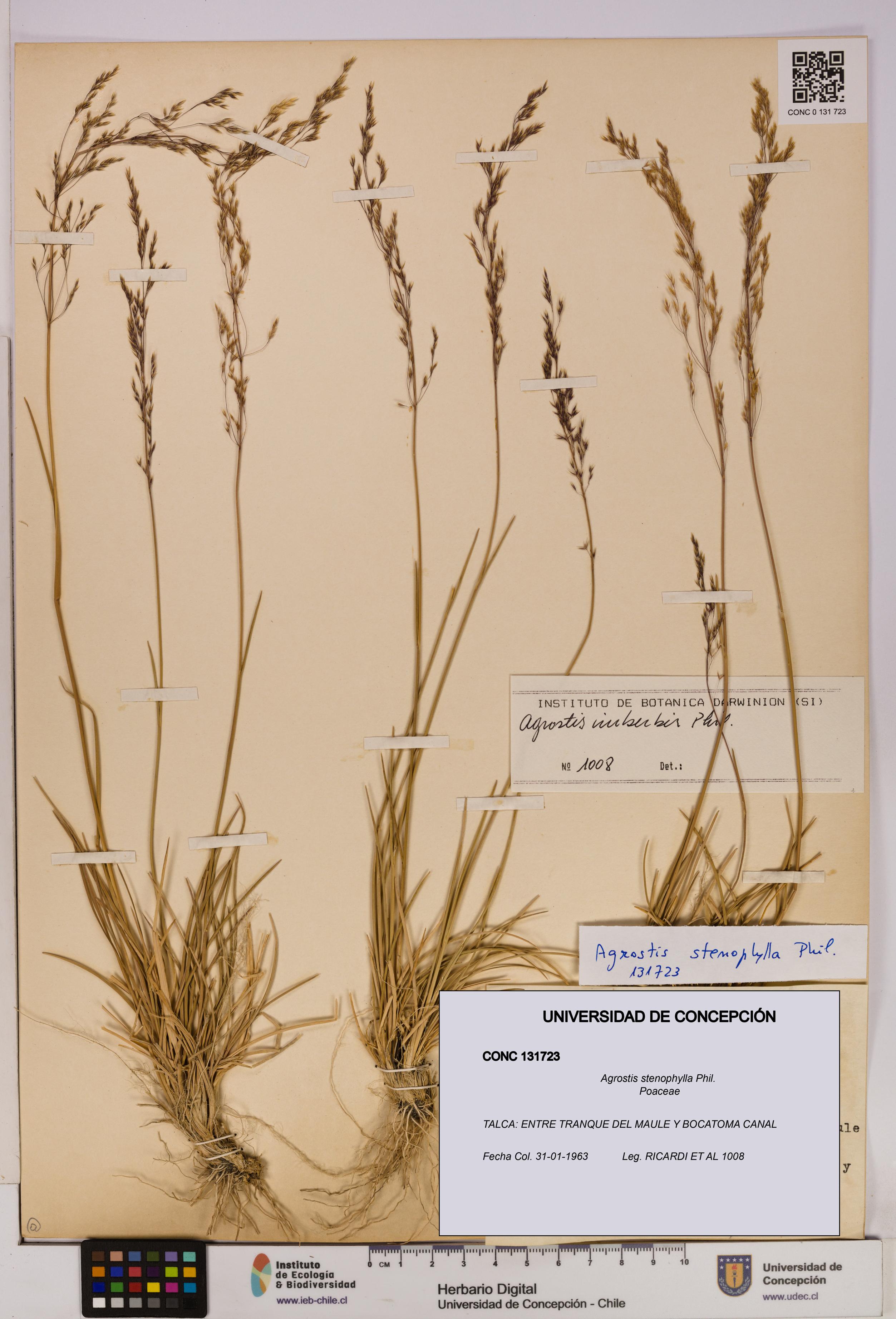 Agrostis stenophylla [Espécimen: UDEC:CONC:0131723]