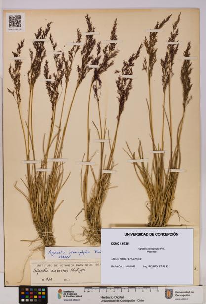 Agrostis stenophylla [Espécimen: UDEC:CONC:0131725]