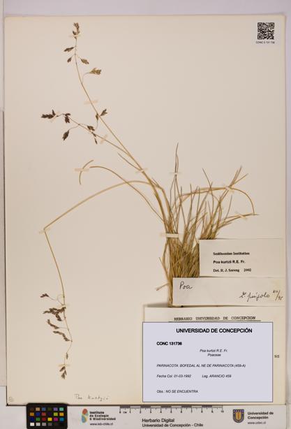 Poa kurtzii [Espécimen: UDEC:CONC:0131736]