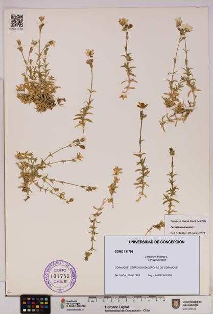 Cerastium arvense [Espécimen: UDEC:CONC:0131755]