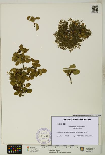 Misodendrum linearifolium [Espécimen: UDEC:CONC:0131760]