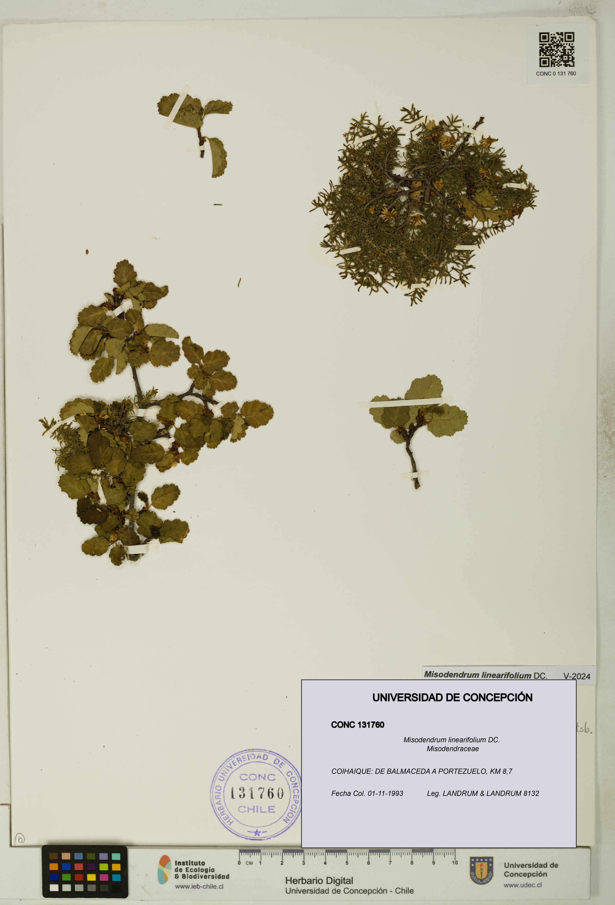 Misodendrum linearifolium [Espécimen: UDEC:CONC:0131760]
