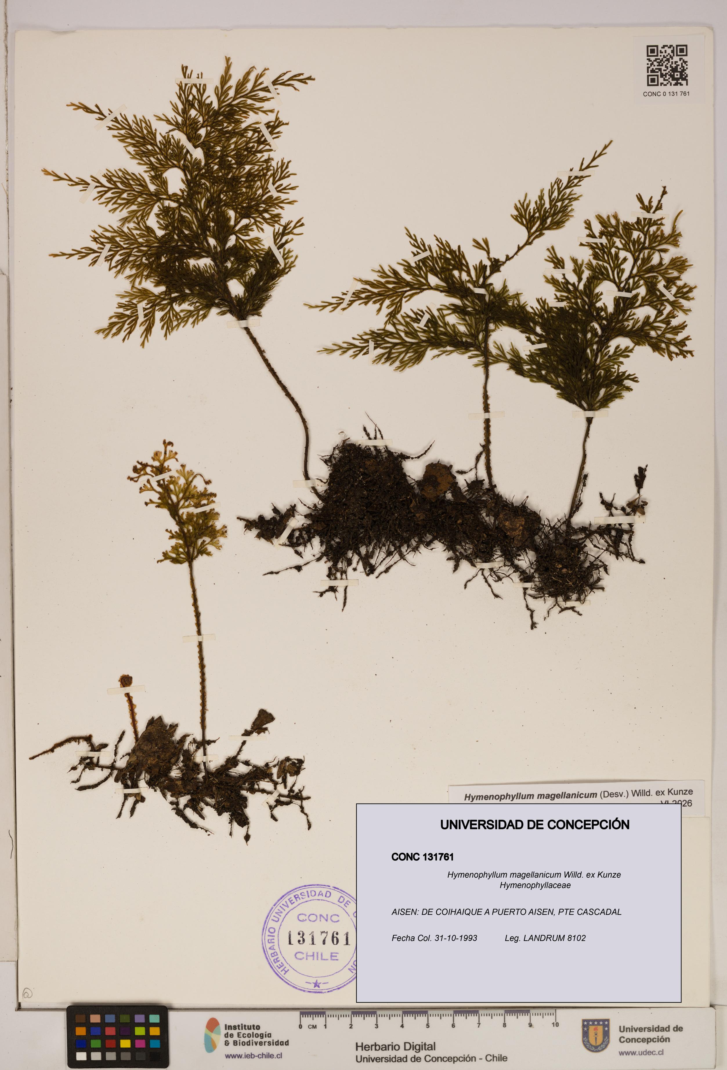 Hymenophyllum magellanicum [Espécimen: ]