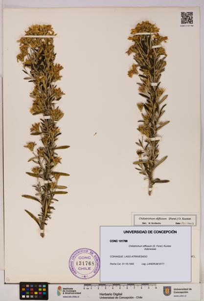 Chiliotrichum diffusum [Espécimen: UDEC:CONC:0131768]
