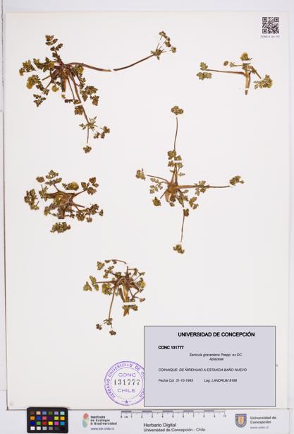 Sanicula graveolens [Espécimen: ]