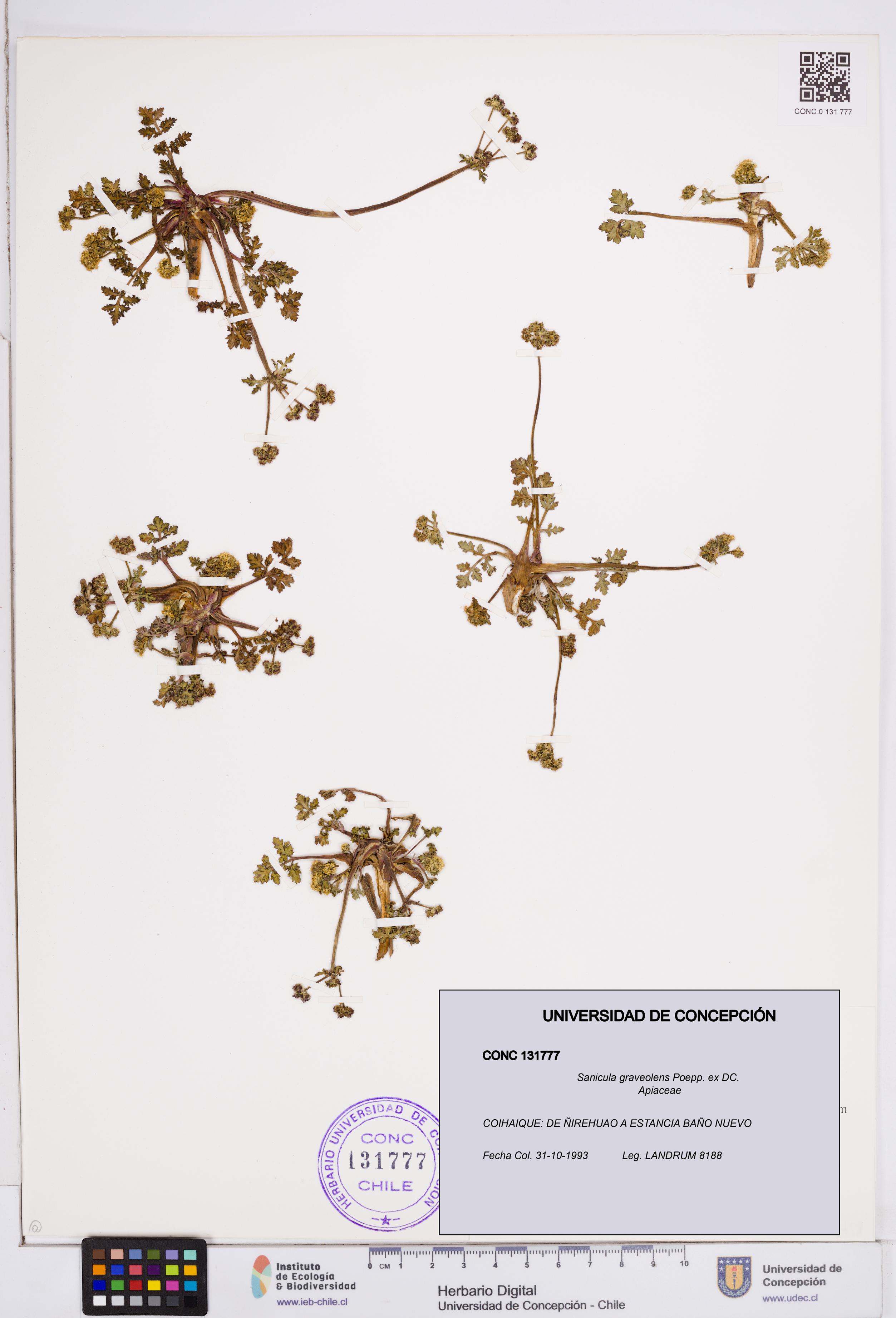 Sanicula graveolens [Espécimen: ]