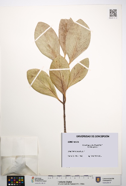 Gomortega keule [Espécimen: UDEC:CONC:0131778]