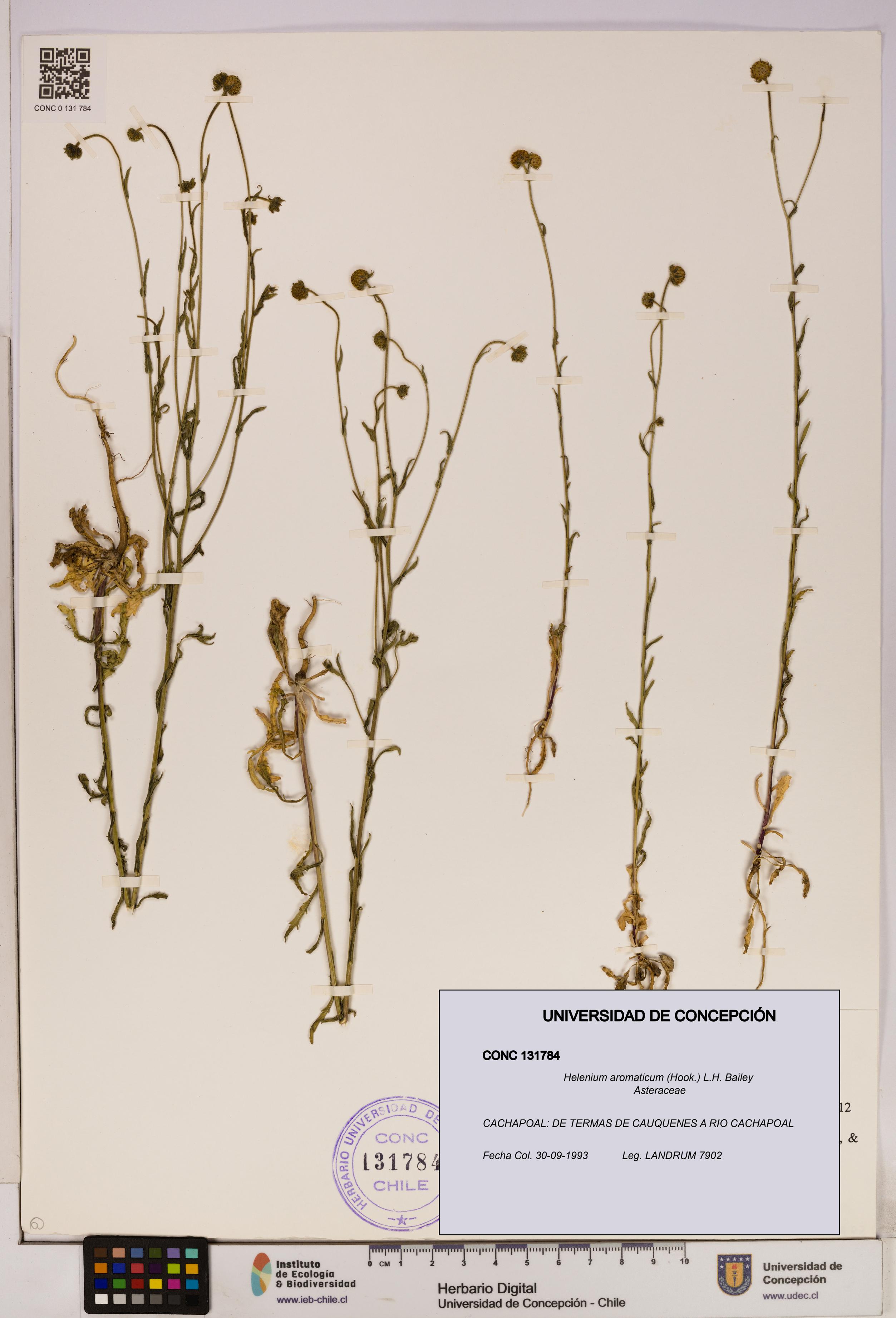 Helenium aromaticum [Espécimen: UDEC:CONC:0131784]