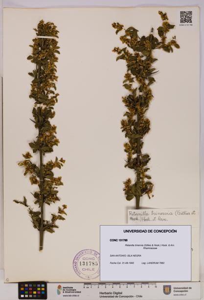 Retanilla trinervia [Espécimen: UDEC:CONC:0131785]