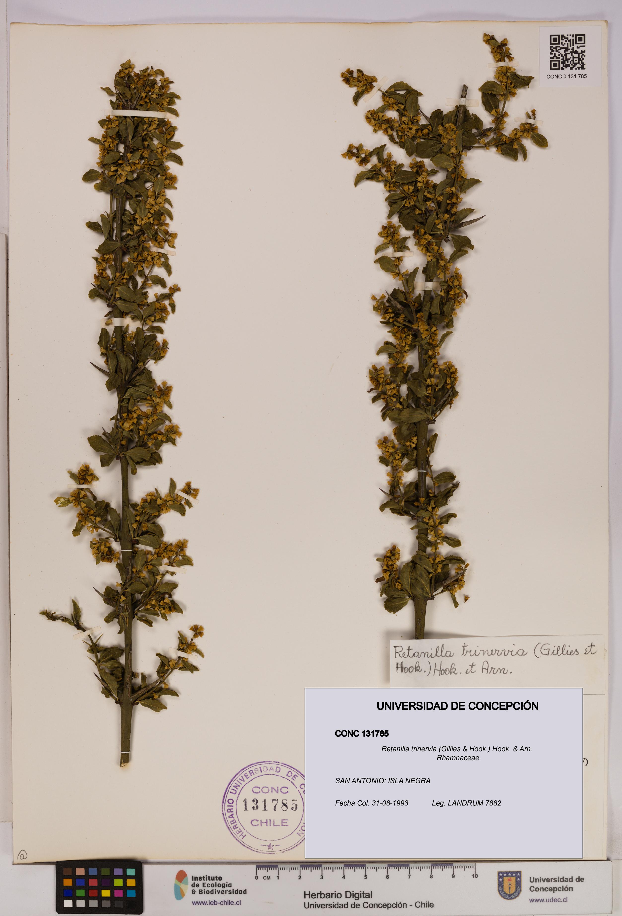 Retanilla trinervia [Espécimen: UDEC:CONC:0131785]