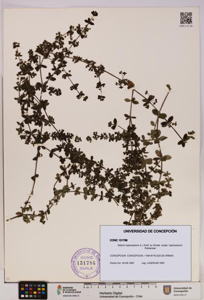 Galium hypocarpium subsp. hypocarpium [Espécimen: UDEC:CONC:0131786]