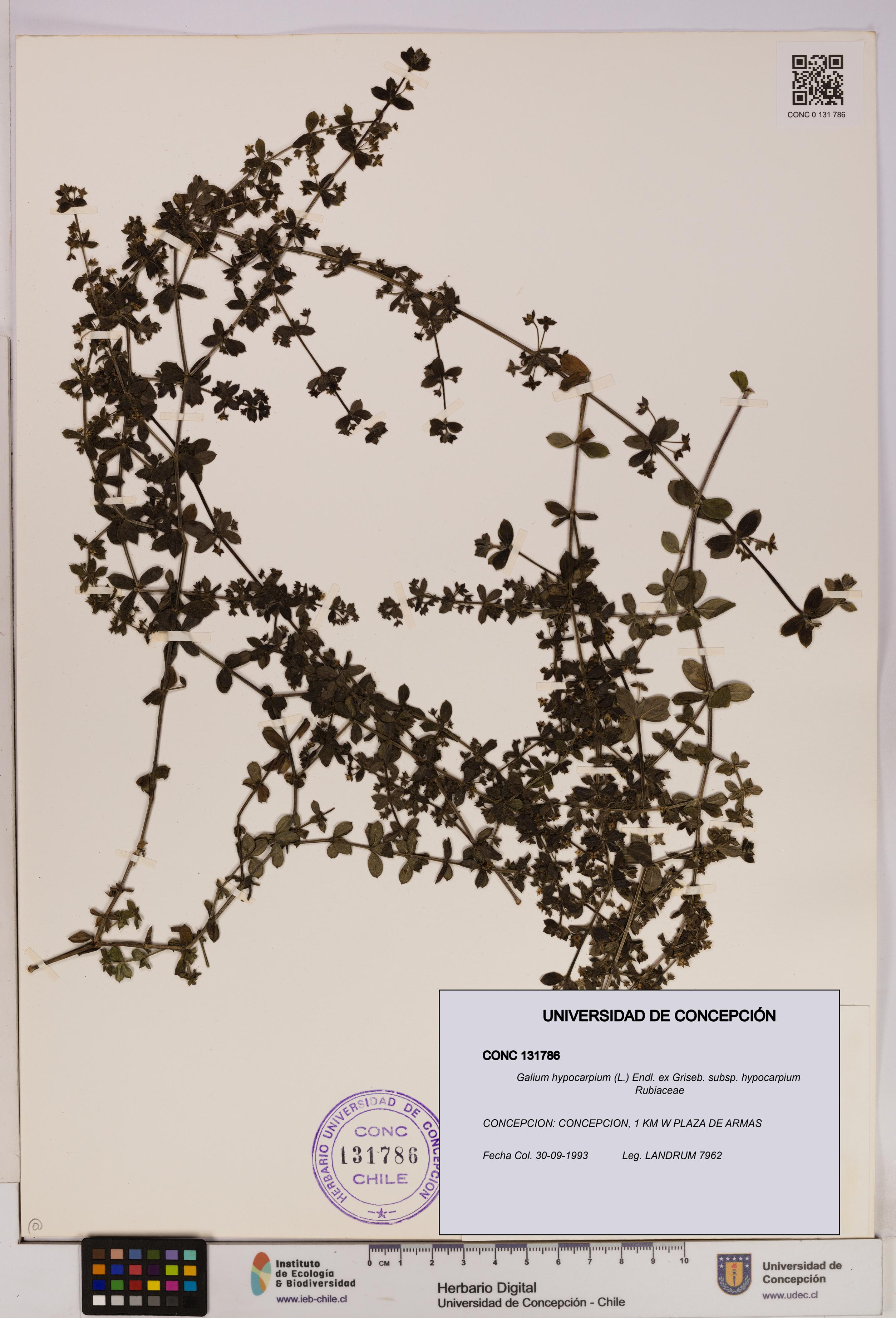 Galium hypocarpium subsp. hypocarpium [Espécimen: UDEC:CONC:0131786]