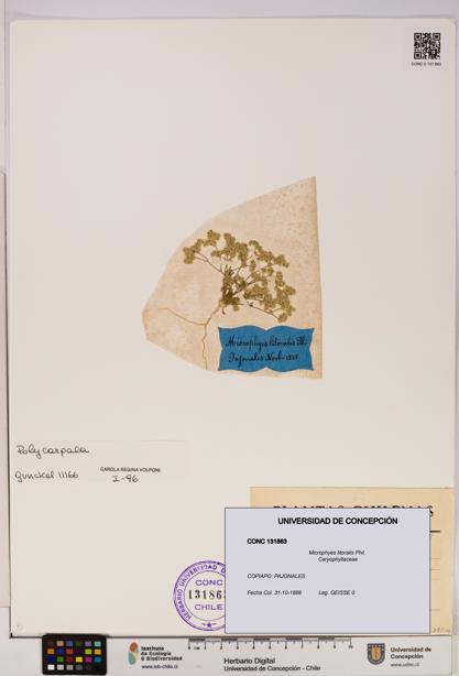 Microphyes litoralis [Espécimen: UDEC:CONC:0131863]