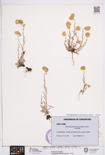 Pseudognaphalium viravira [Espécimen: ]