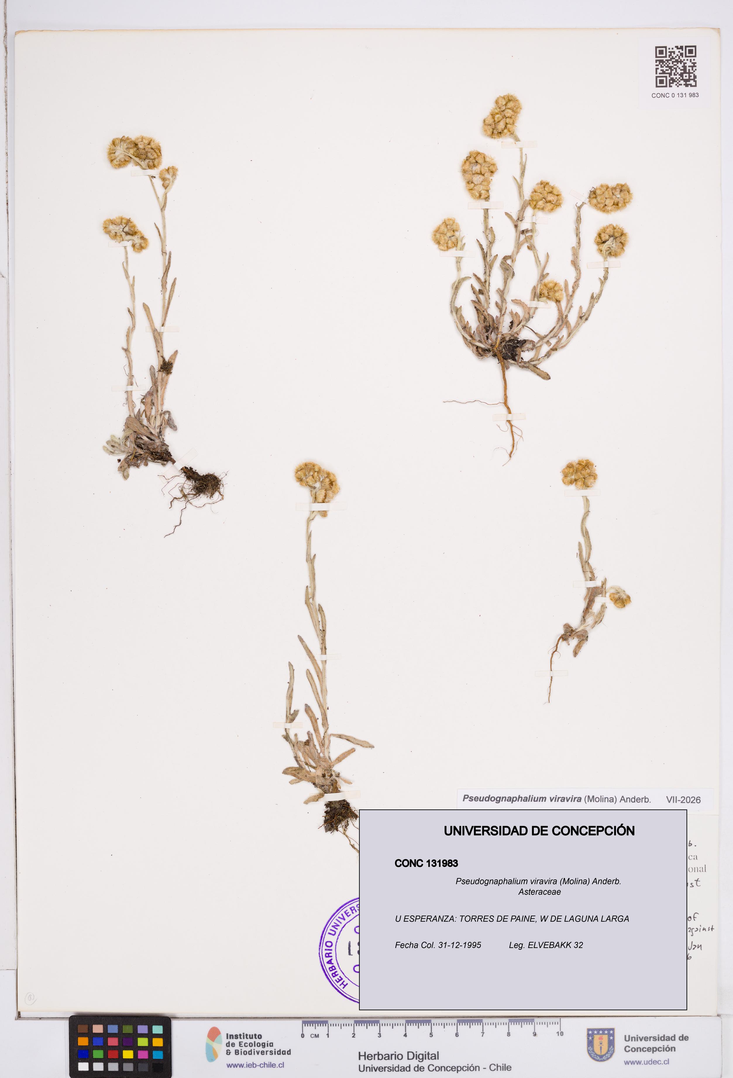 Pseudognaphalium viravira [Espécimen: ]