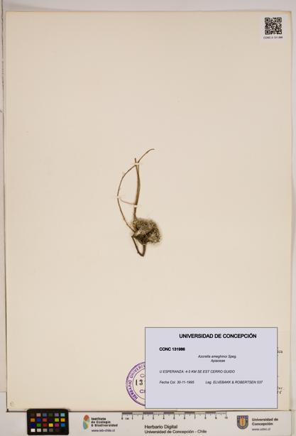 Azorella ameghinoi [Espécimen: ]