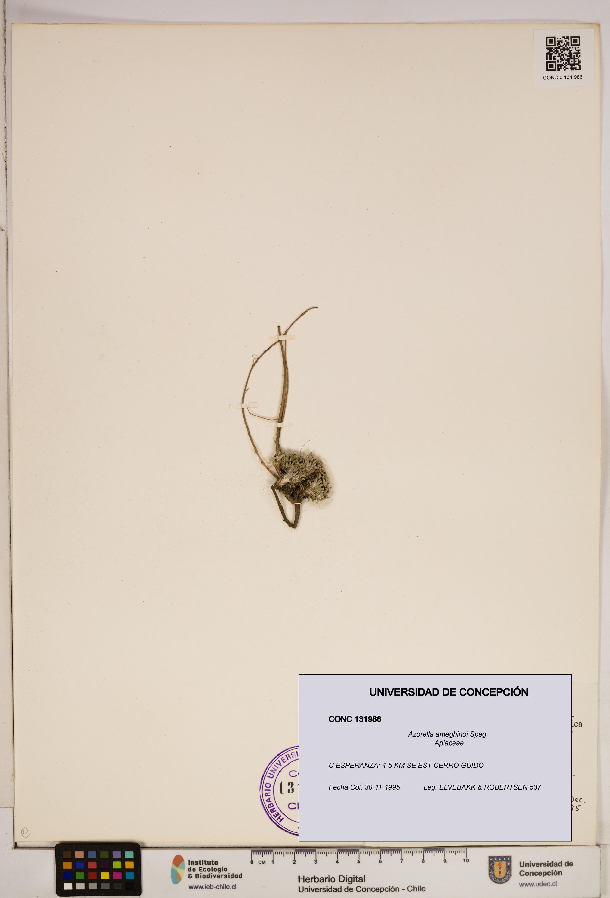 Azorella ameghinoi [Espécimen: ]