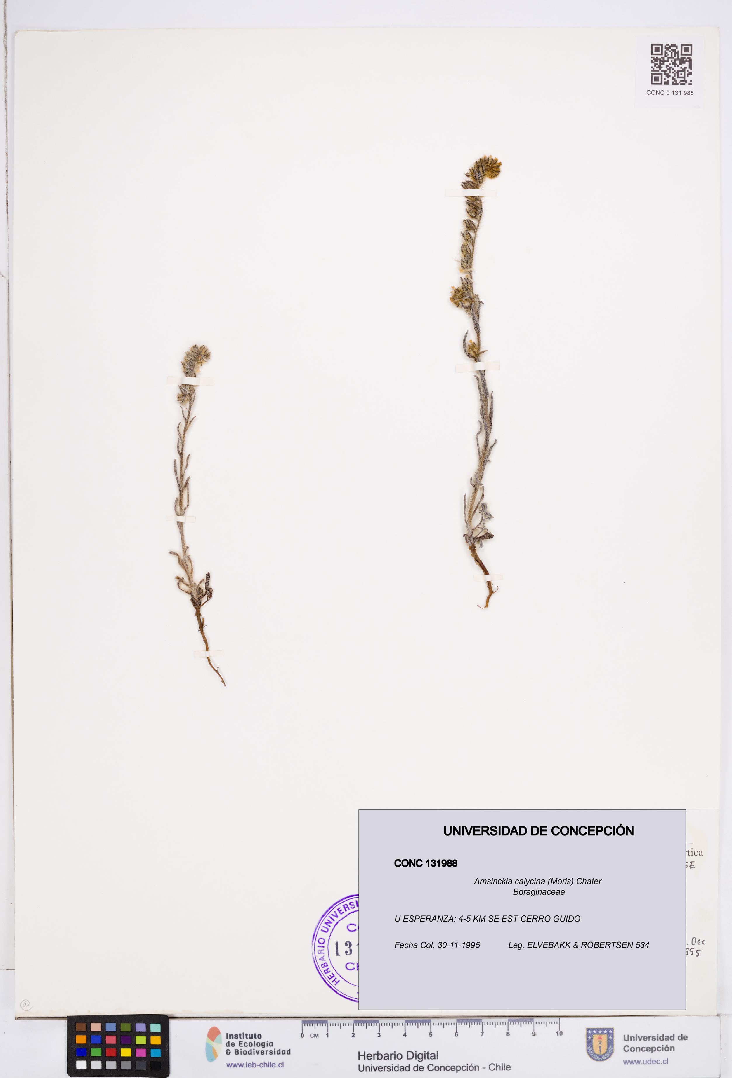 Amsinckia calycina [Espécimen: ]