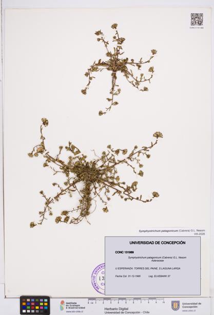 Symphyotrichum patagonicum [Espécimen: ]