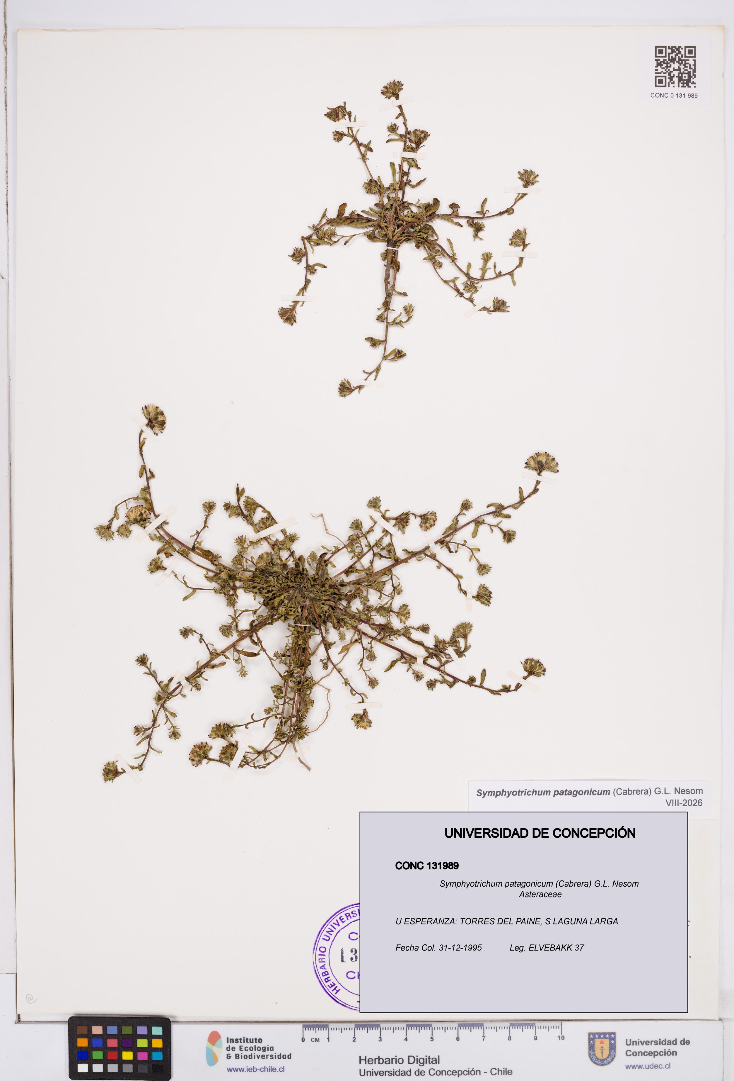 Symphyotrichum patagonicum [Espécimen: ]