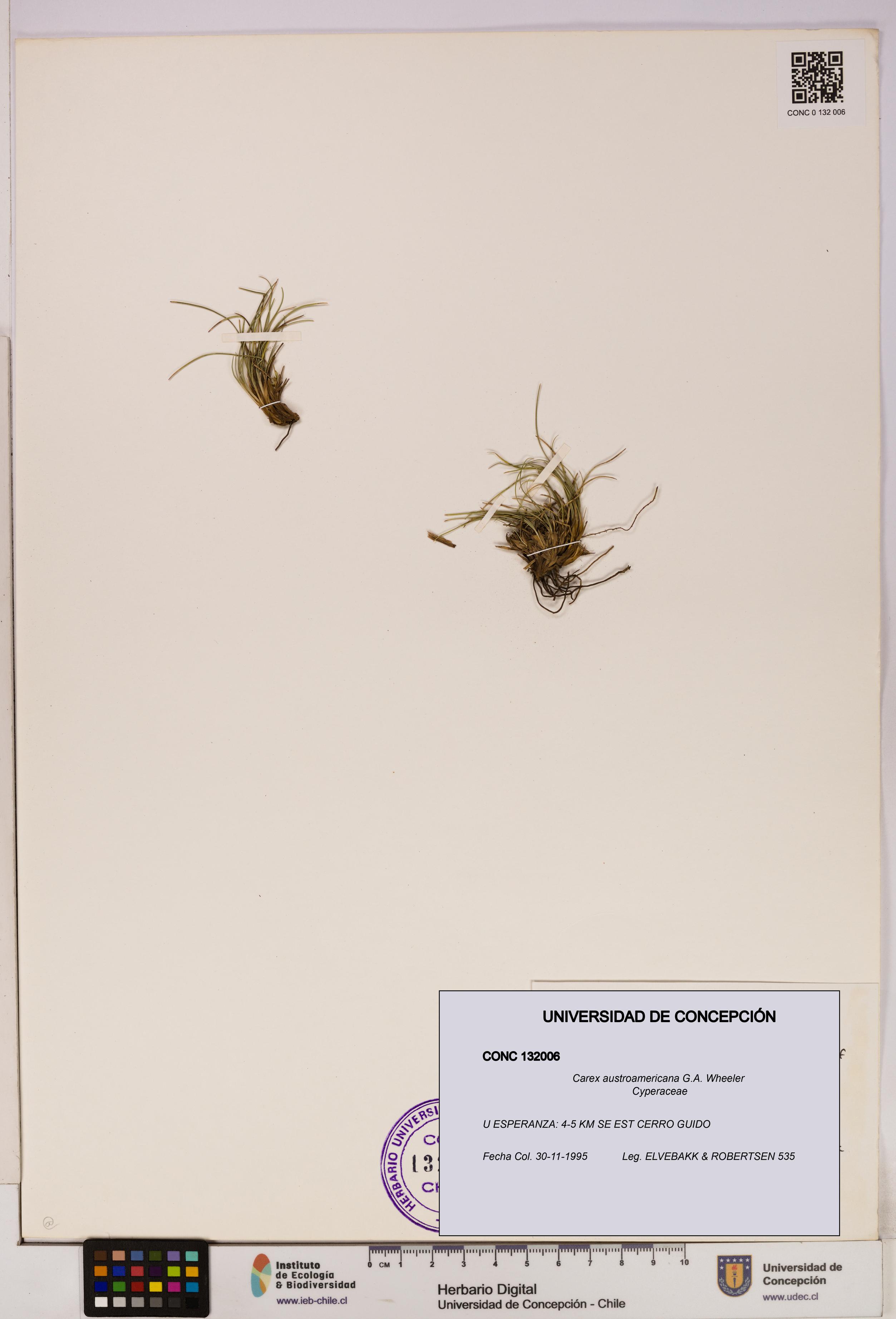 Carex austroamericana [Espécimen: UDEC:CONC:0132006]