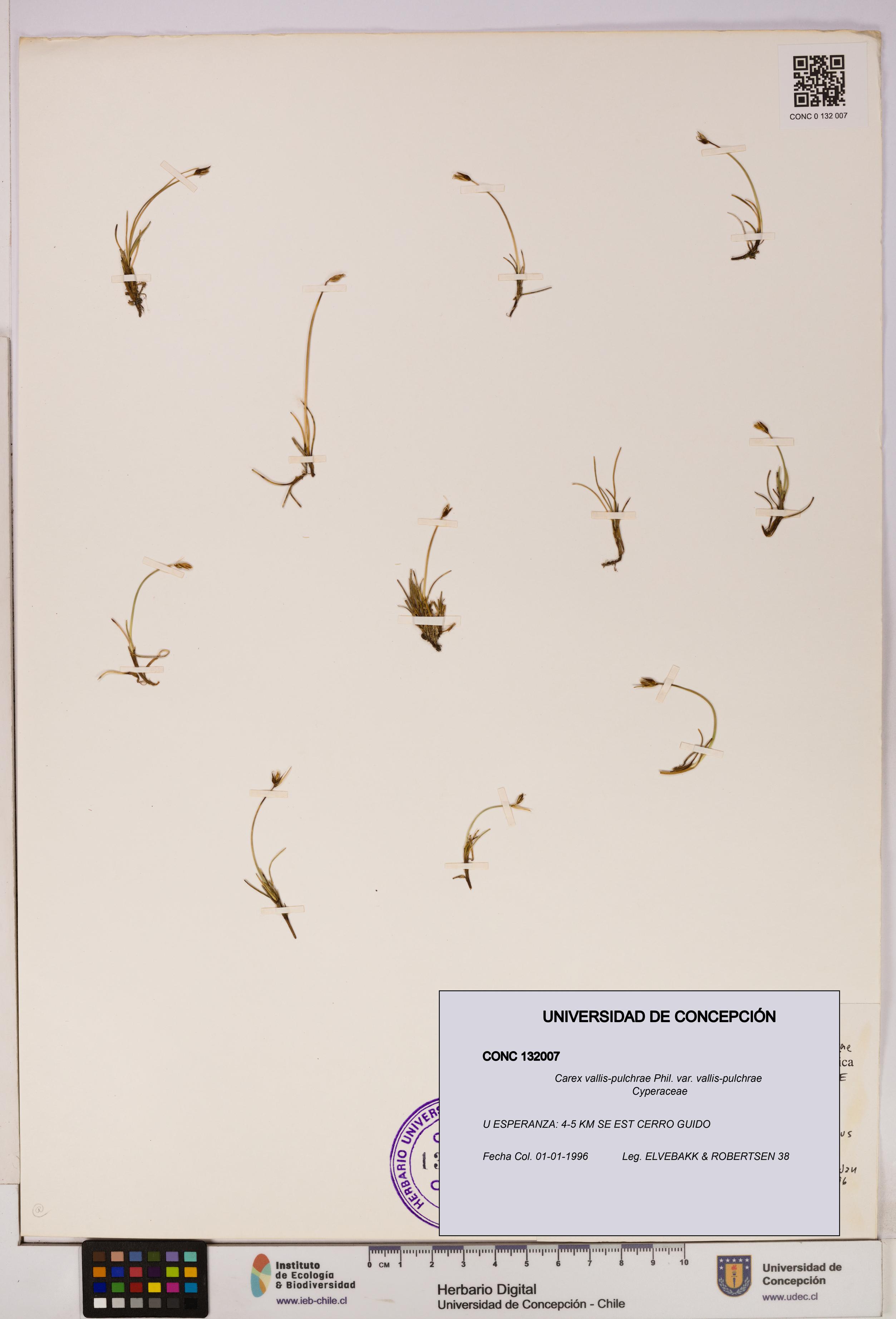 Carex vallis-pulchrae var. vallis-pulchrae [Espécimen: UDEC:CONC:0132007]