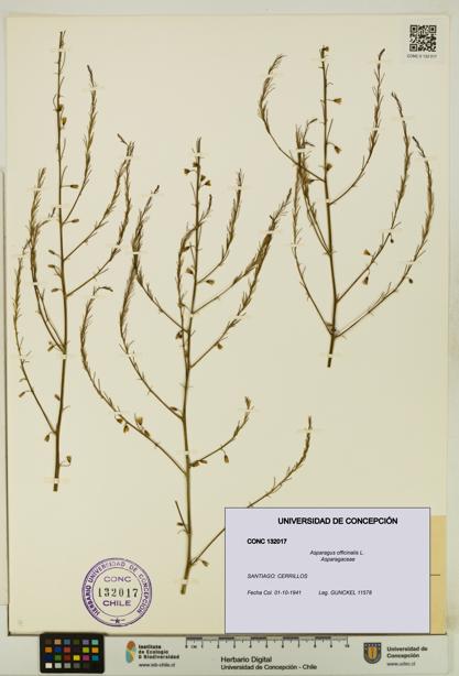 Asparagus officinalis [Espécimen: UDEC:CONC:0132017]