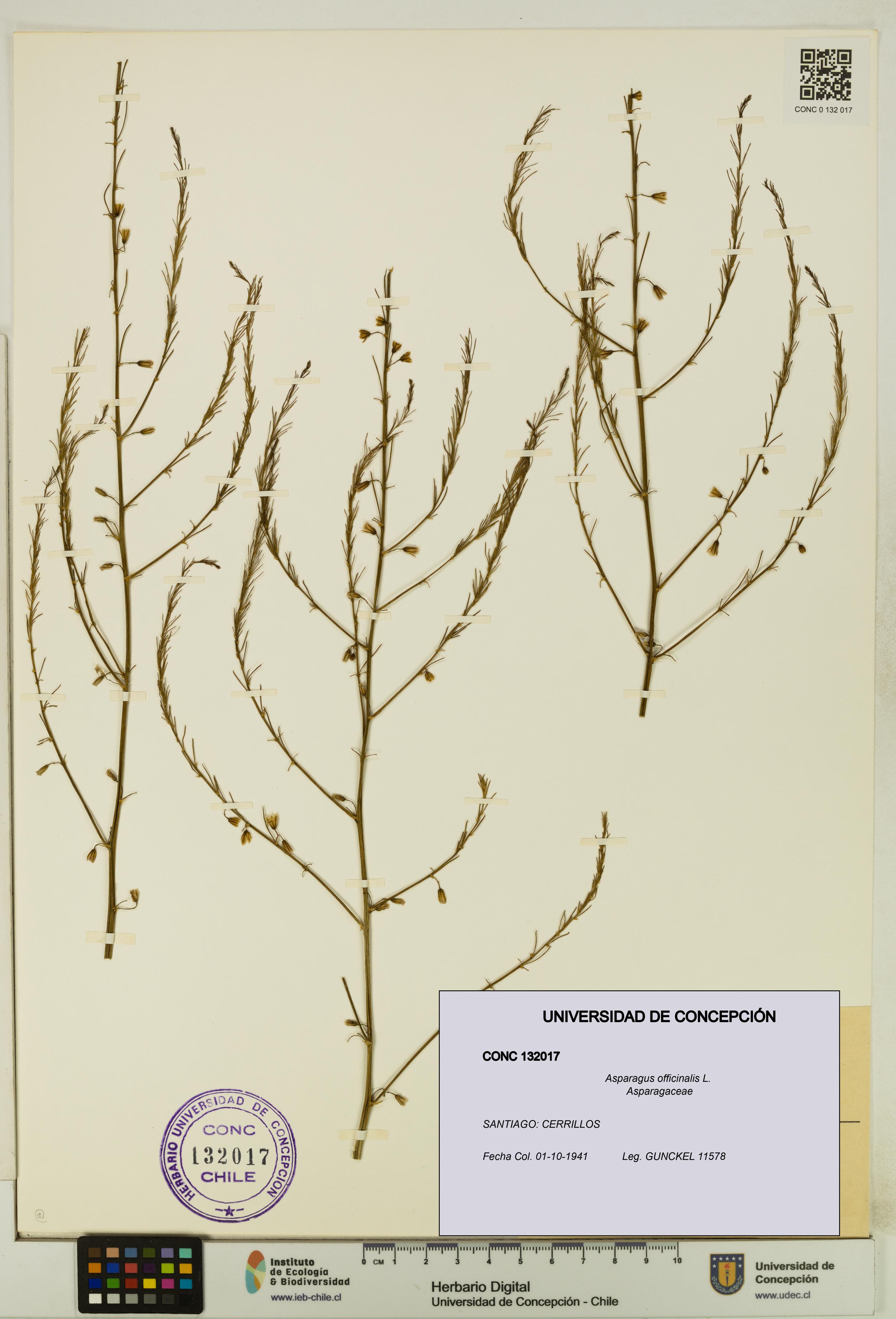 Asparagus officinalis [Espécimen: UDEC:CONC:0132017]