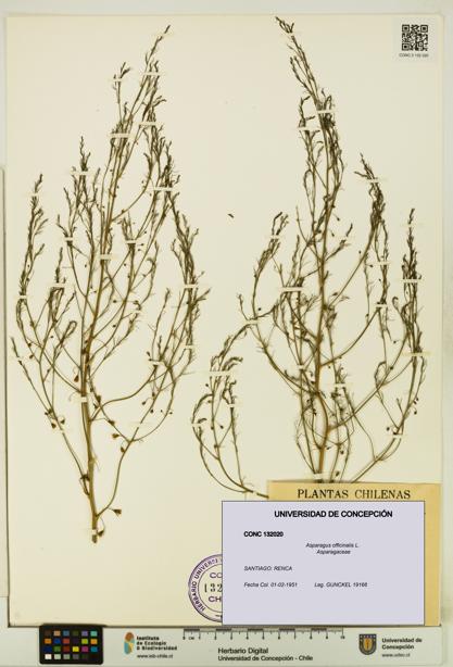 Asparagus officinalis [Espécimen: UDEC:CONC:0132020]