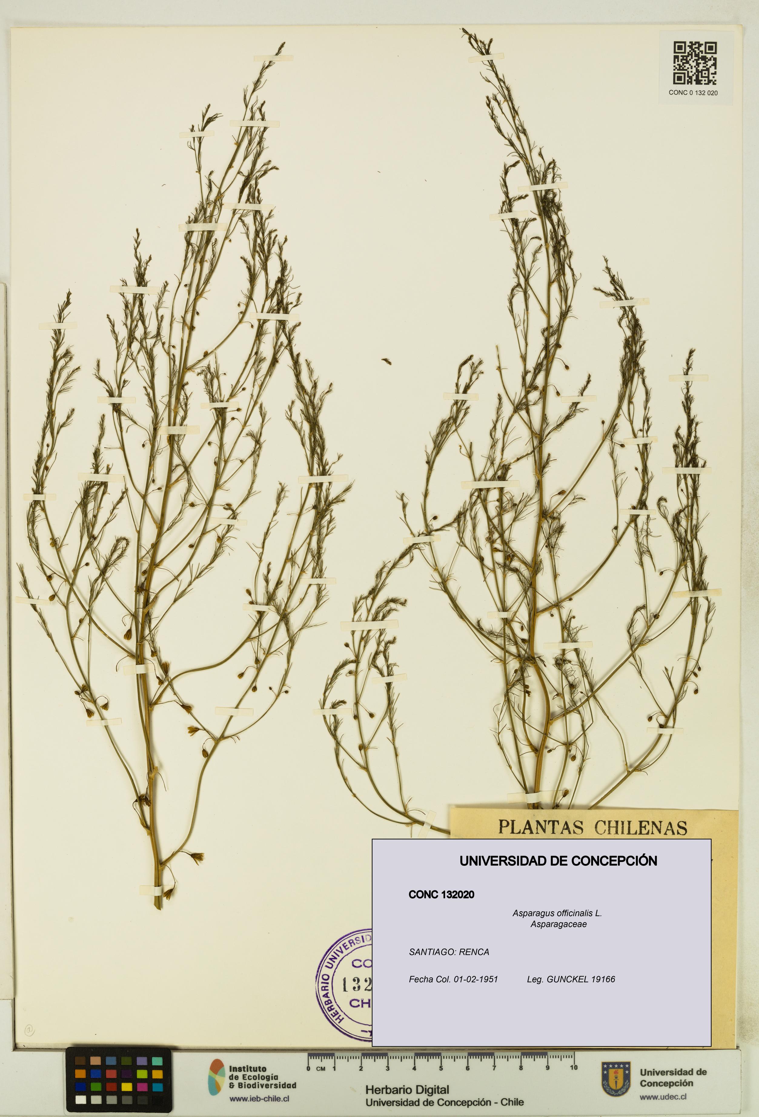 Asparagus officinalis [Espécimen: UDEC:CONC:0132020]