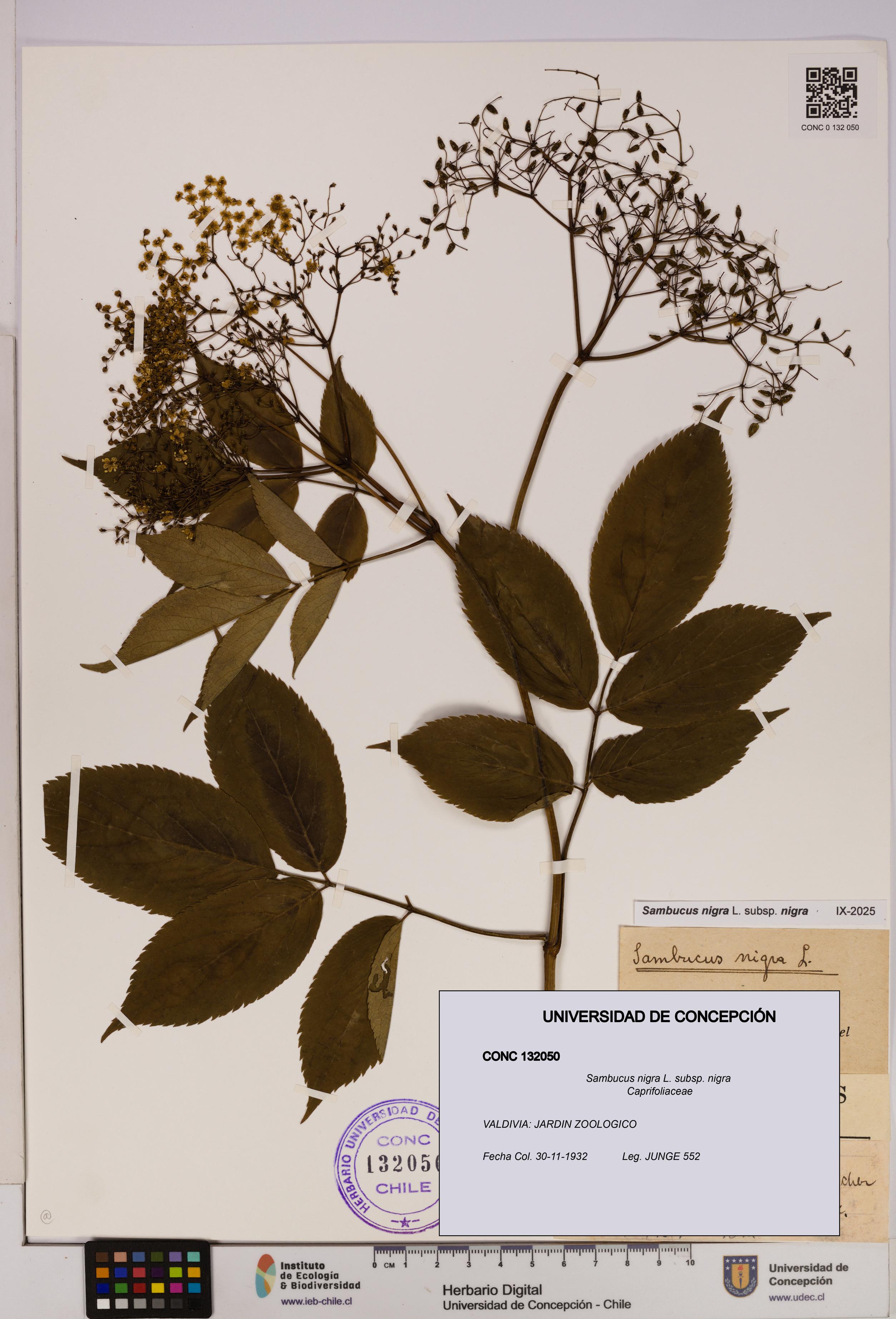 Sambucus nigra subsp. nigra [Espécimen: UDEC:CONC:0132050]