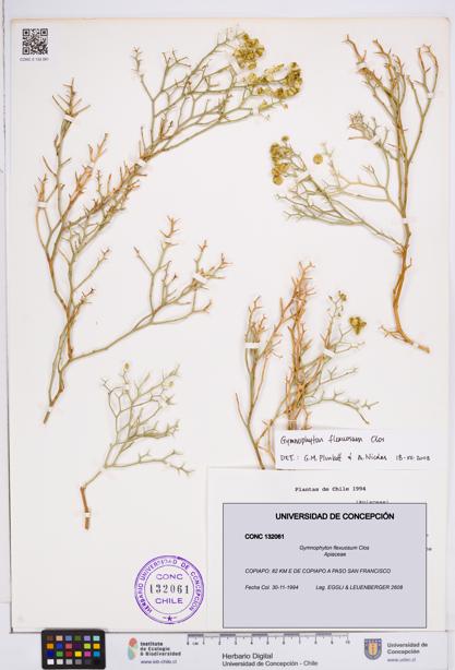 Gymnophyton flexuosum [Espécimen: ]