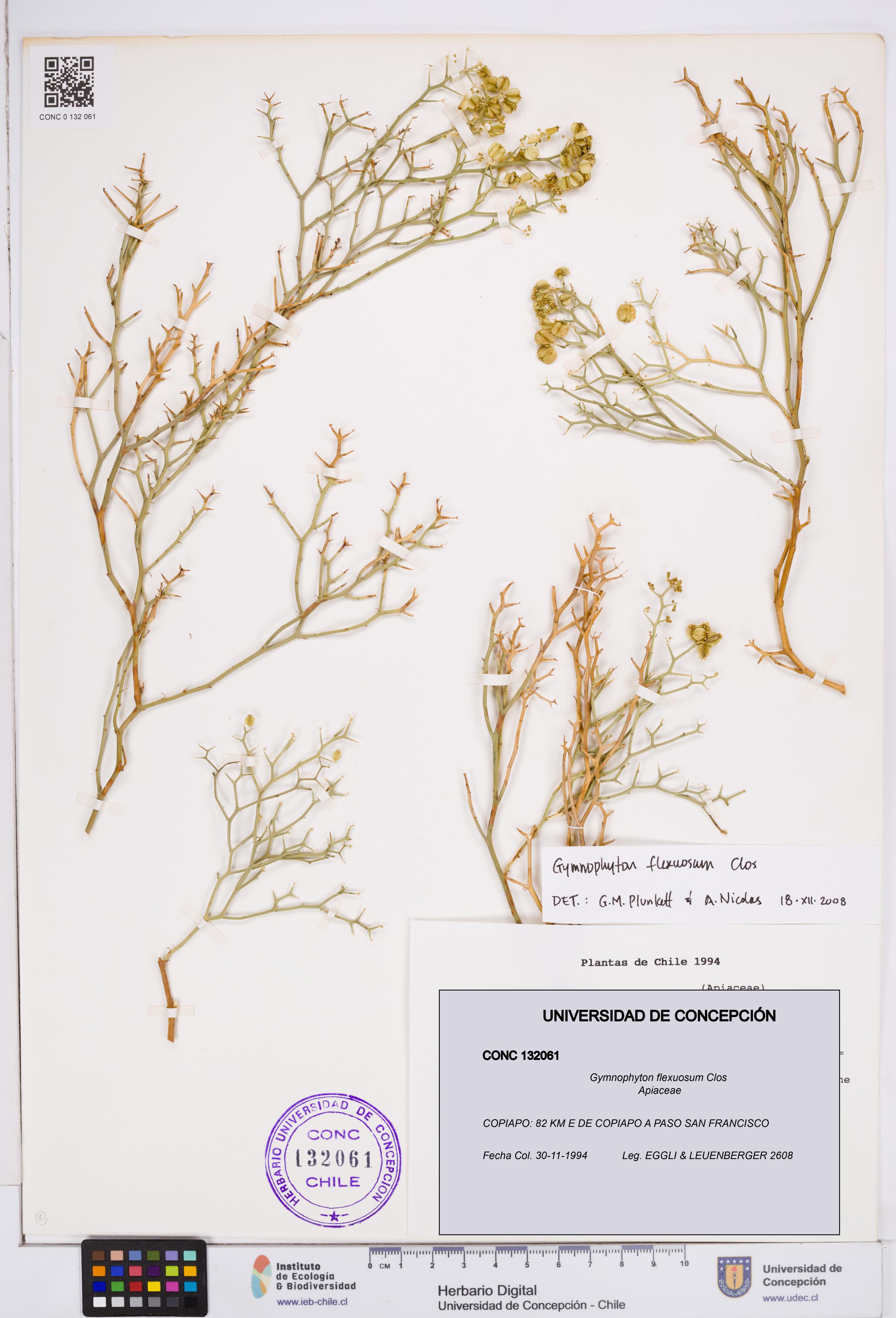 Gymnophyton flexuosum [Espécimen: ]