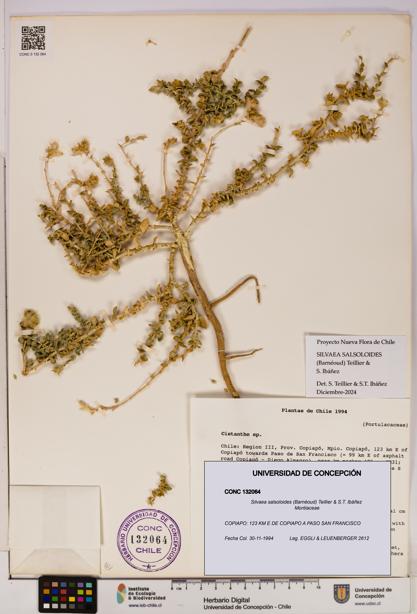 Silvaea salsoloides [Espécimen: UDEC:CONC:0132064]
