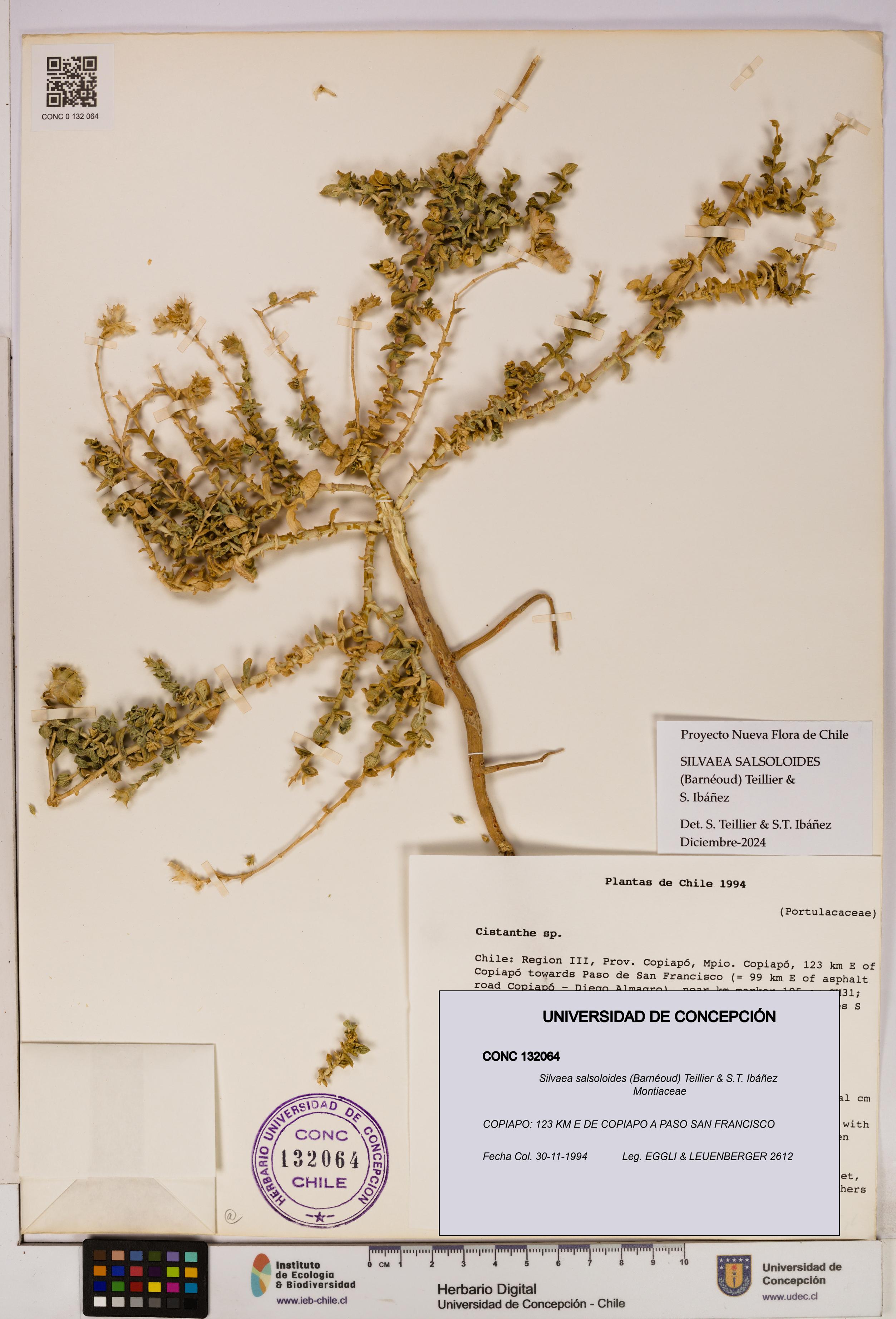 Silvaea salsoloides [Espécimen: UDEC:CONC:0132064]