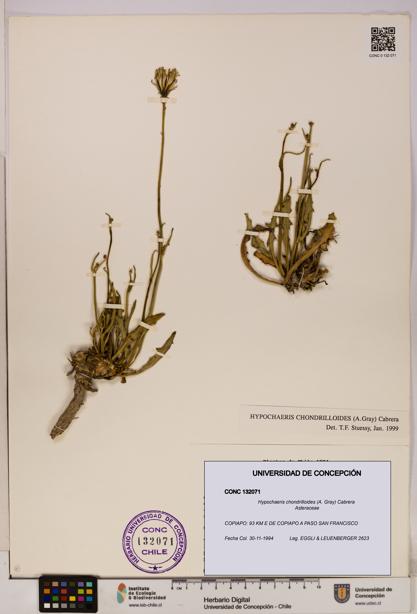 Hypochaeris chondrilloides [Espécimen: UDEC:CONC:0132071]