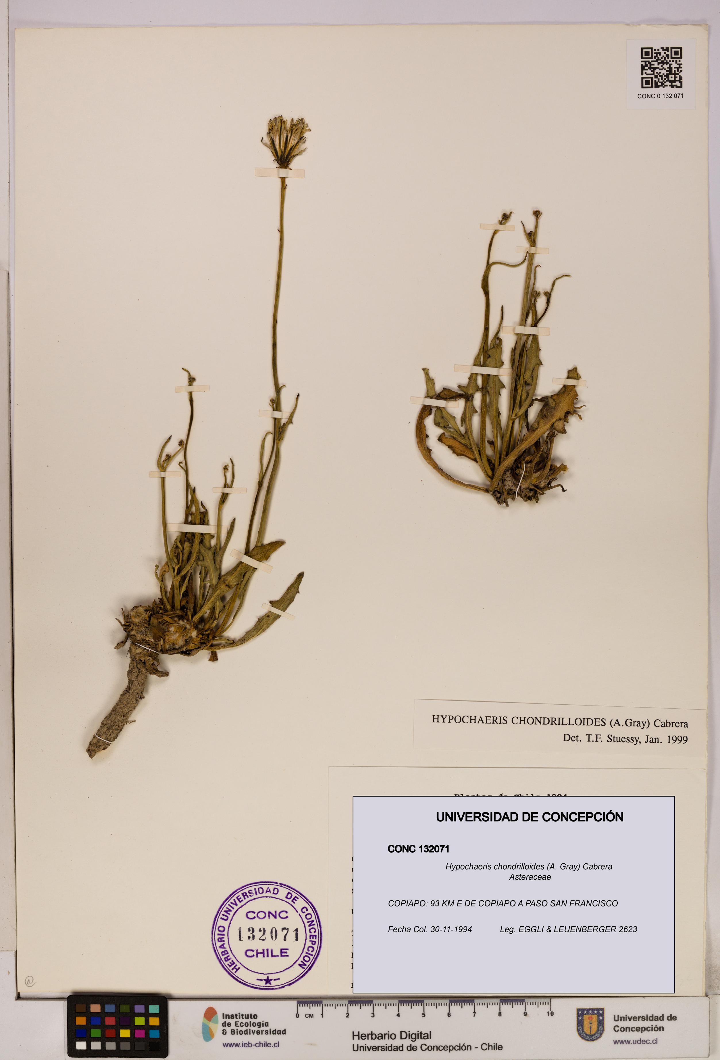 Hypochaeris chondrilloides [Espécimen: UDEC:CONC:0132071]