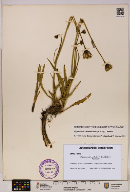 Hypochaeris chondrilloides [Espécimen: UDEC:CONC:0132072]