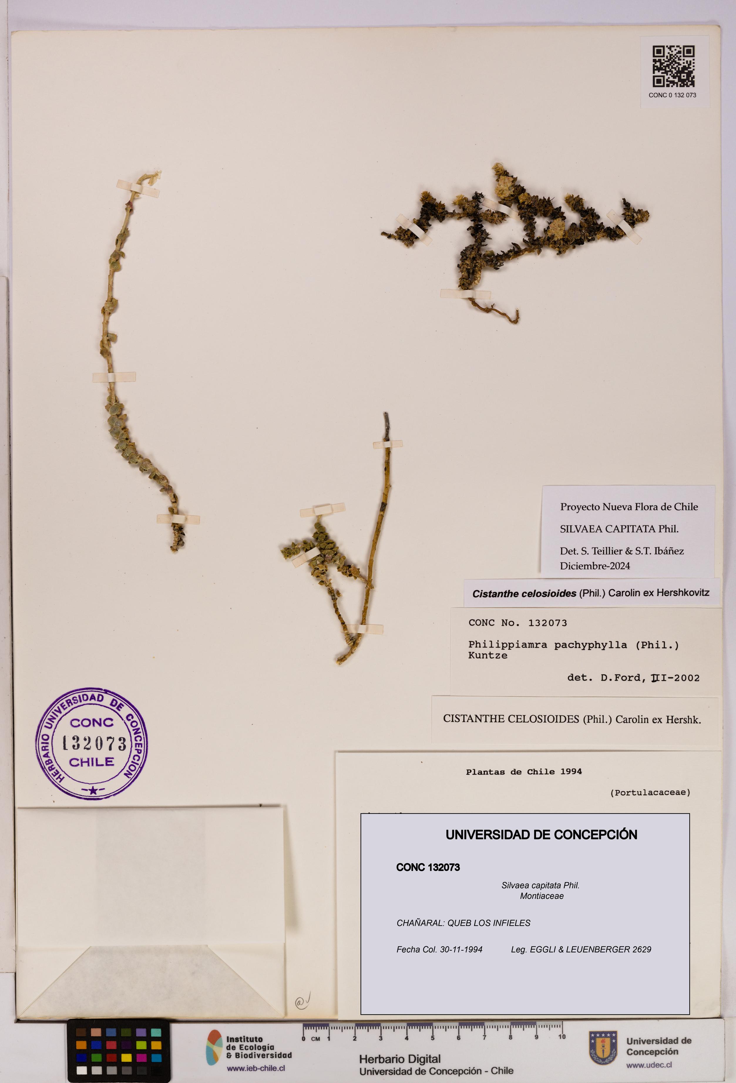 Silvaea capitata [Espécimen: UDEC:CONC:0132073]