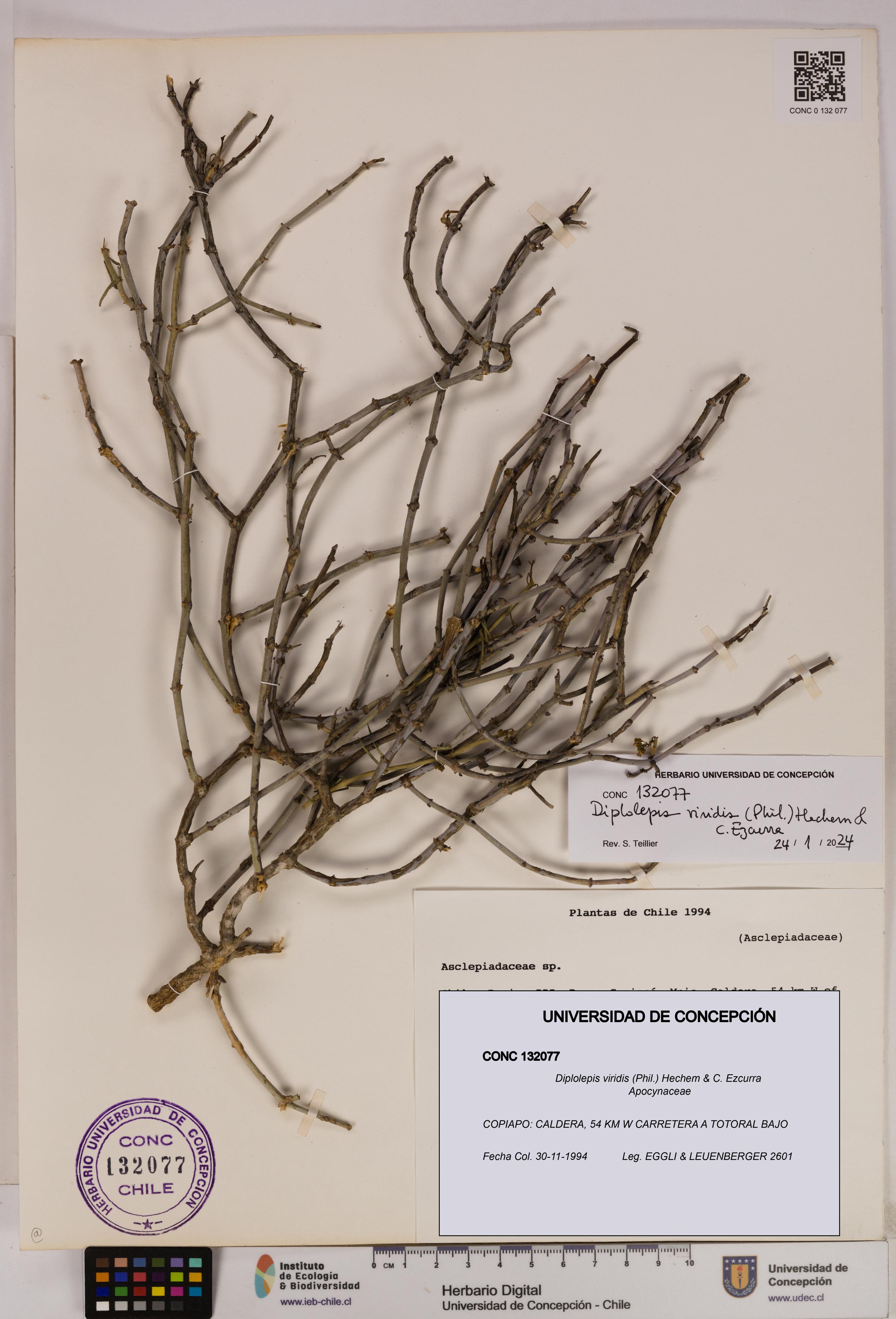 Diplolepis viridis [Espécimen: UDEC:CONC:0132077]