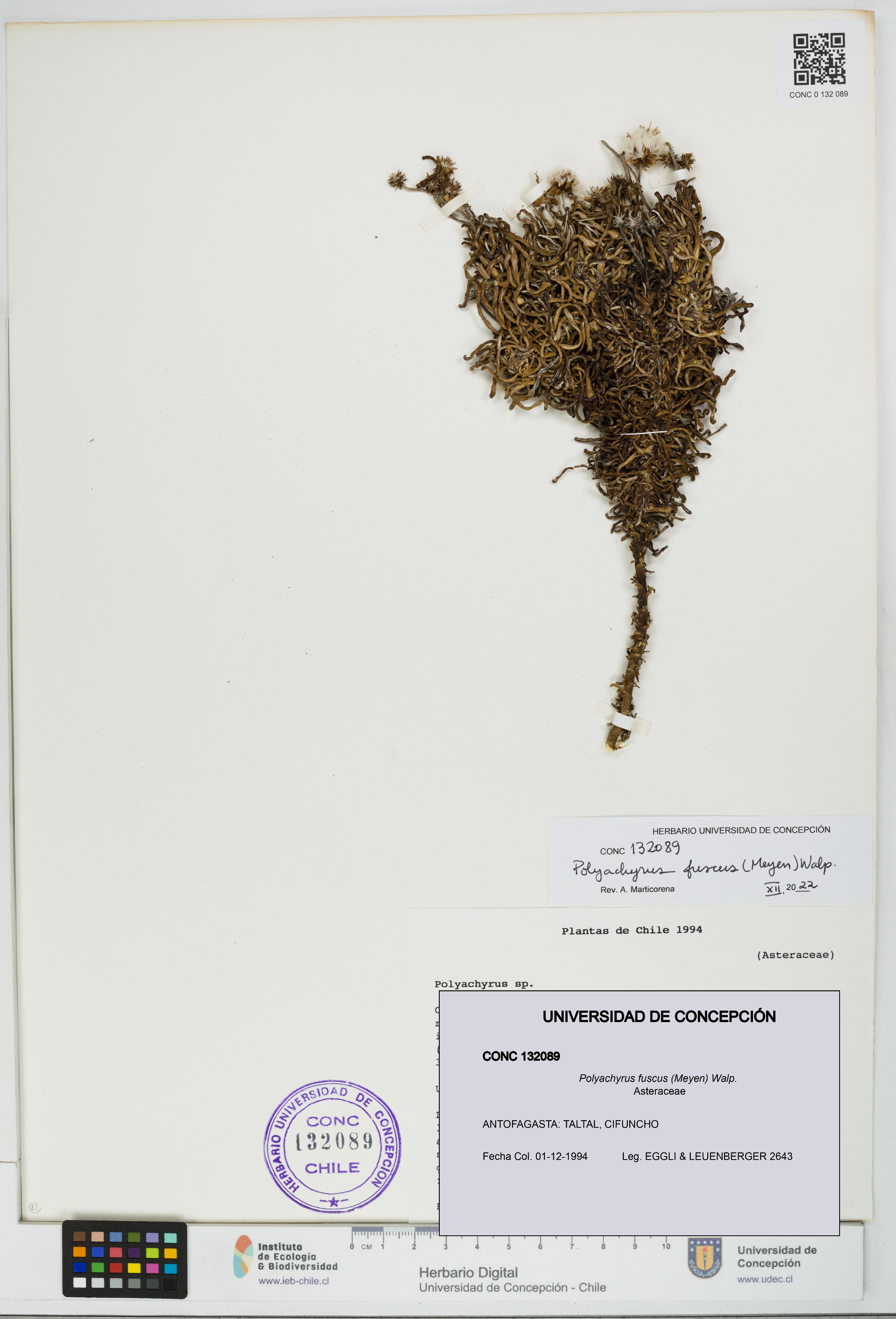 Polyachyrus fuscus [Espécimen: UDEC:CONC:0132089]